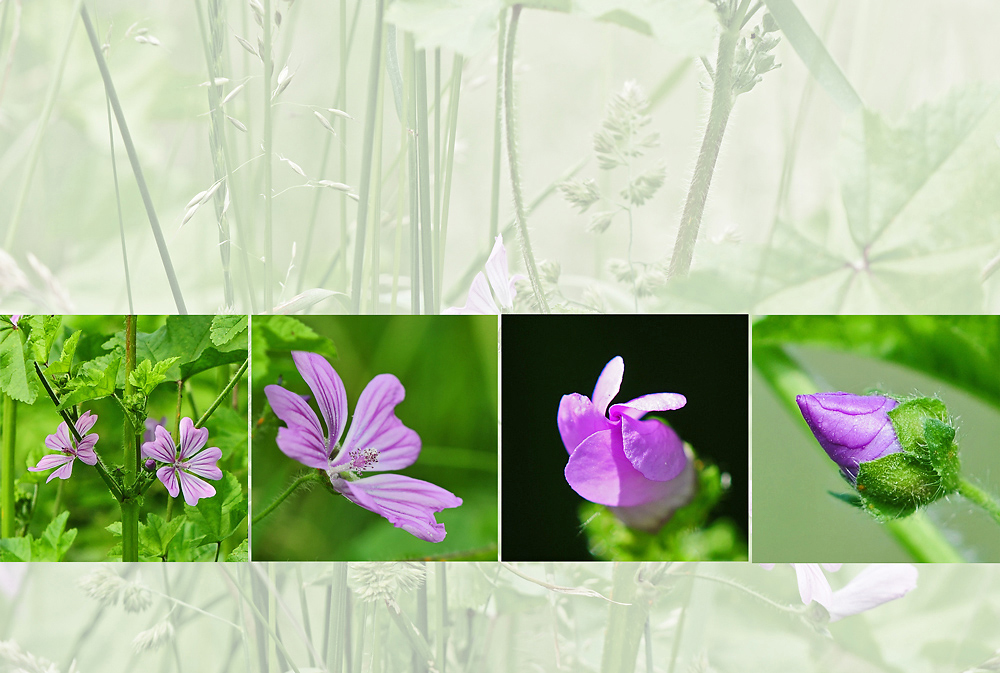 Wildblumen 35 - Die Wilde Malve (Malva sylvestris), ...