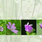 Wildblumen 35 - Die Wilde Malve (Malva sylvestris), ...