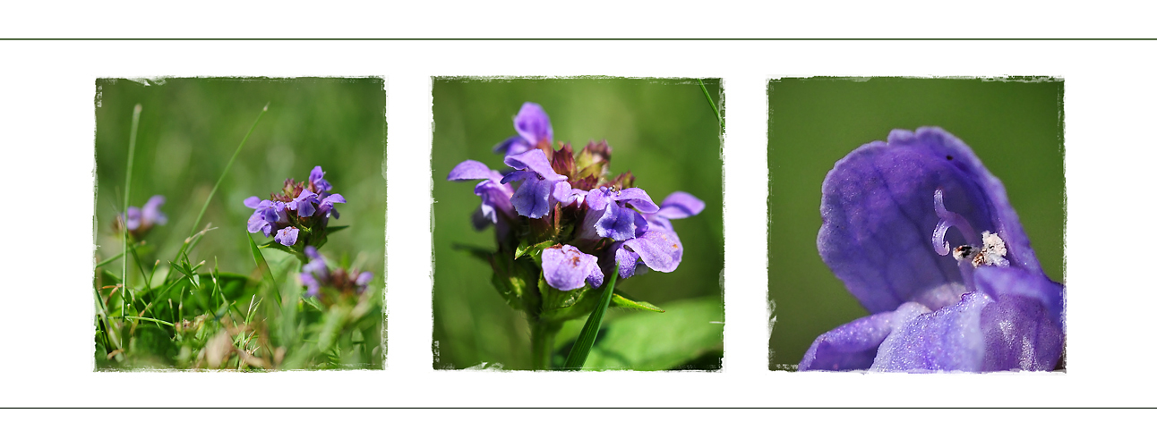 Wildblumen 36 - Die Kleine Braunelle (Prunella vulgaris) ...