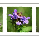 Wildblumen 36 - Die Kleine Braunelle (Prunella vulgaris) ...