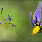 Wildblumen 37 - Der Bittersüße Nachtschatten (Solanum dulcamara) ...