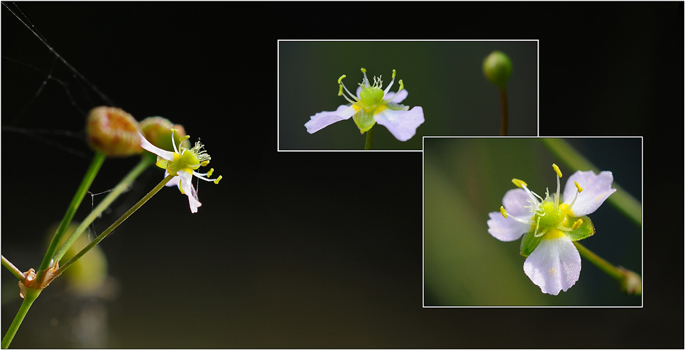 Wildblumen 38 - Der Gewöhnliche Froschlöffel (Alisma plantago-aquatica) ...