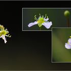 Wildblumen 38 - Der Gewöhnliche Froschlöffel (Alisma plantago-aquatica) ...