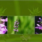 Wildblumen 39 - Der Sumpf-Ziest (Stachys palustris) ...