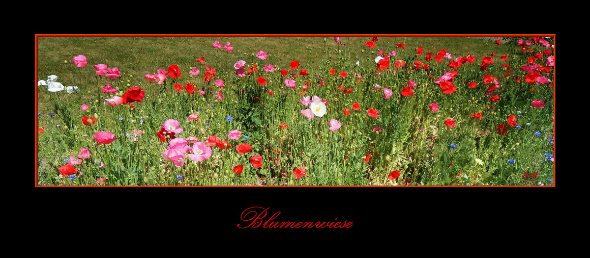 Wildblumen