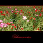 Wildblumen