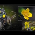 Wildblumen 41 - Die Sumpfdotterblume (Caltha palustris) ...