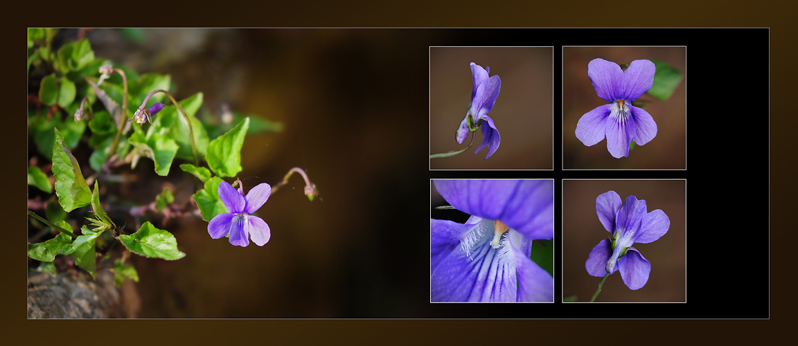 Wildblumen 42 - Das Duftveilchen (Viola odorata), ...