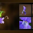 Wildblumen 42 - Das Duftveilchen (Viola odorata), ...