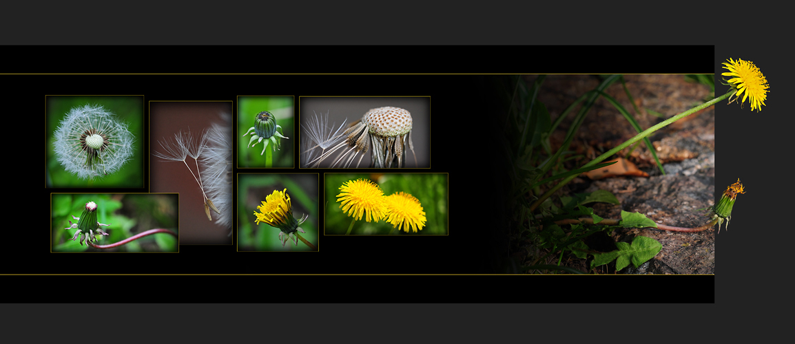 Wildblumen 43 - Der Gewöhnliche Löwenzahn (Taraxacum officinale) ...