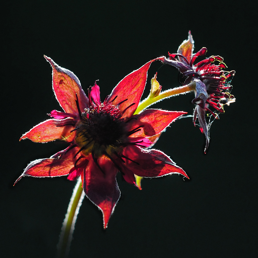 Wildblumen 45  -  Das Sumpf-Blutauge (Potentilla palustris), ...