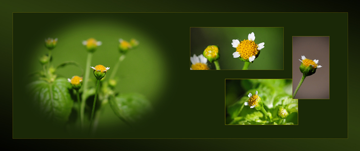 Wildblumen 46 - Das Kleinblütige Knopfkraut (Galinsoga parviflora) ...