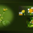 Wildblumen 46 - Das Kleinblütige Knopfkraut (Galinsoga parviflora) ...