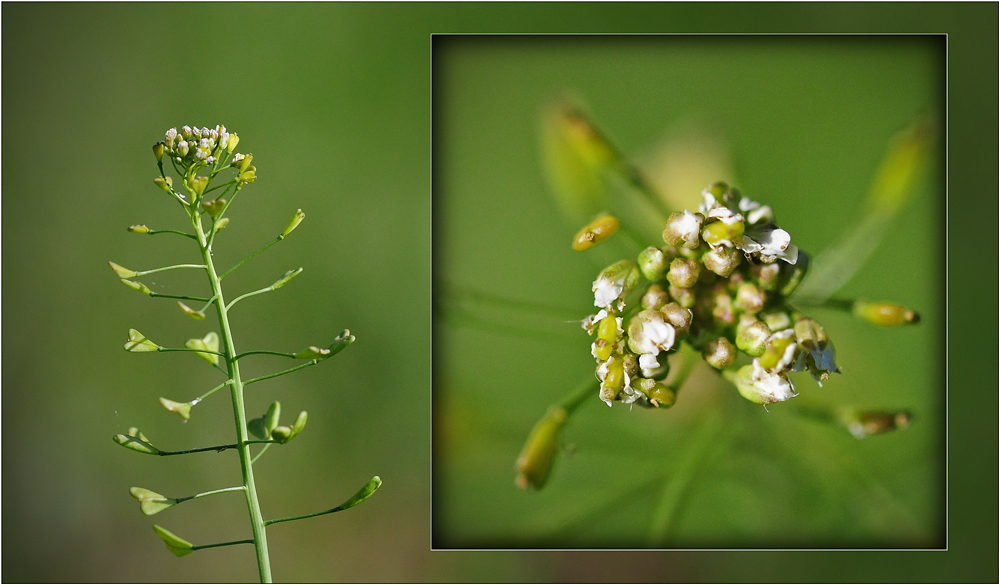 Wildblumen 47 - Das Gewöhnliche Hirtentäschel (Capsella bursa-pastoris), ...