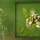 Wildblumen 47 - Das Gewöhnliche Hirtentäschel (Capsella bursa-pastoris), ...