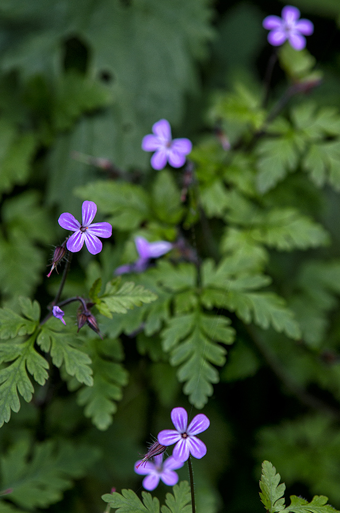 Wildblumen