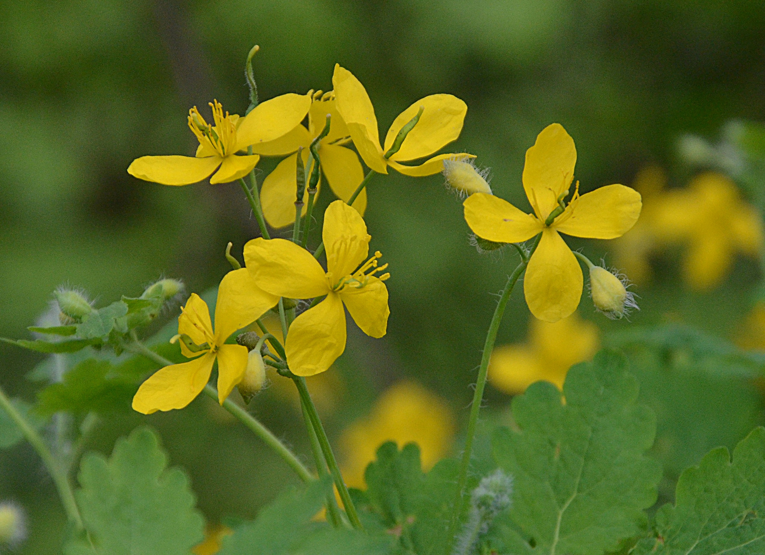 Wildblumen