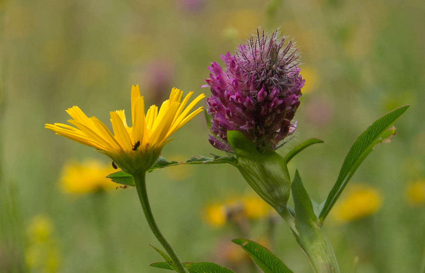 Wildblumen Foto &amp; Bild pflanzen, pilze &amp; flechten