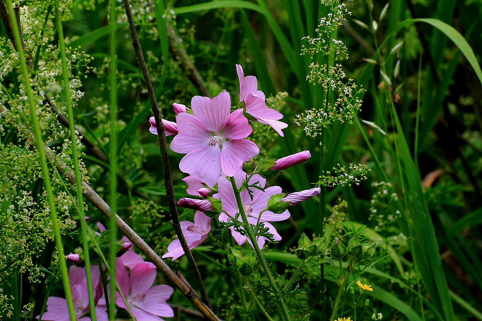 Wildblumen 