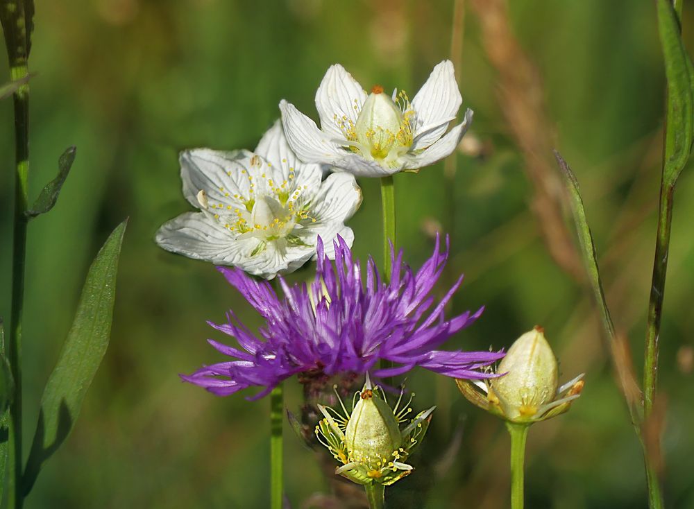 Wildblumen