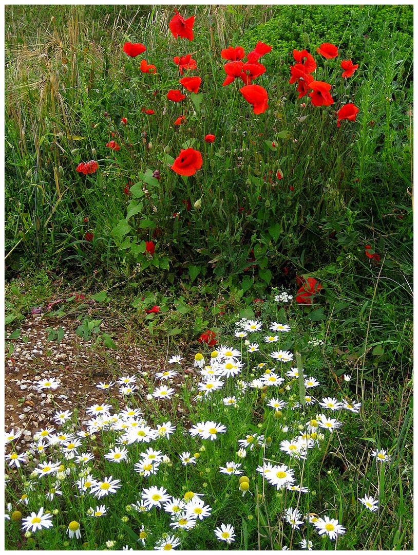 Wildblumen