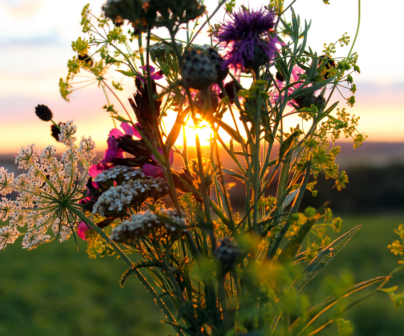 Wildblumen Foto & Bild pflanzen, pilze & flechten, blüten