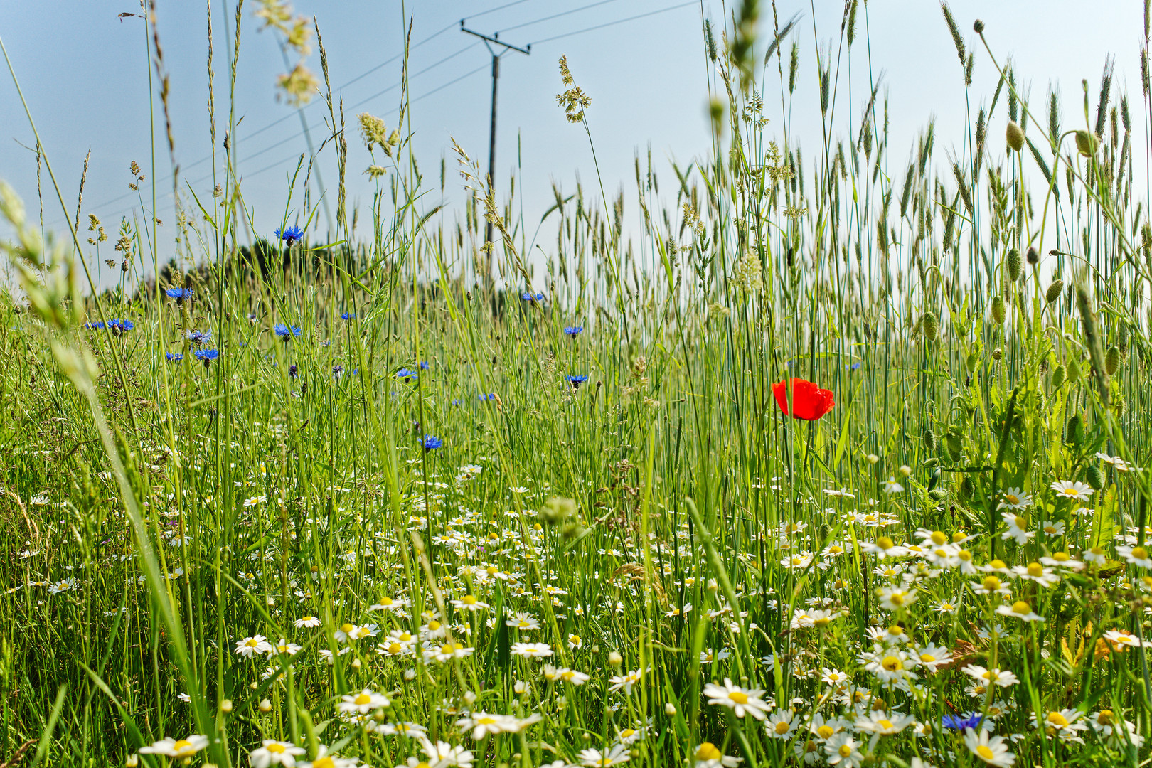 Wildblumen