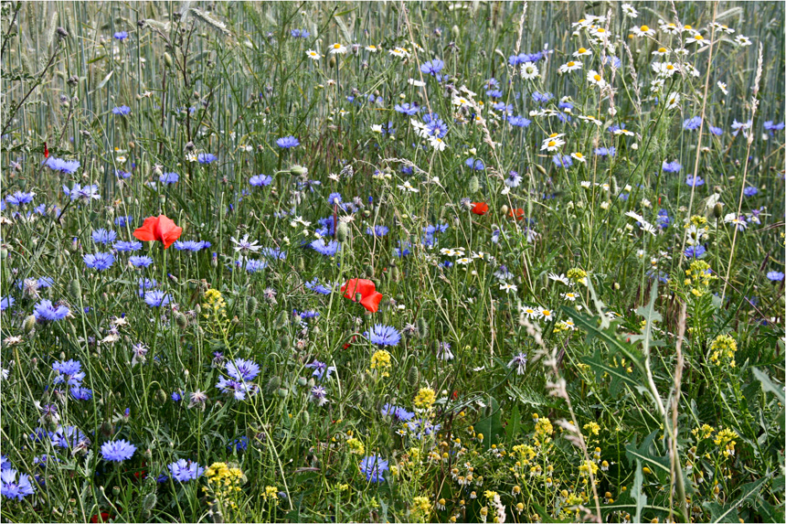 Wildblumen