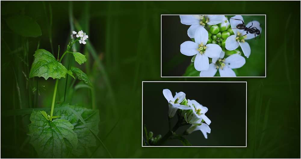 Wildblumen 9 - Die Knoblauchsrauke (Alliaria petiolata) ...