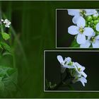 Wildblumen 9 - Die Knoblauchsrauke (Alliaria petiolata) ...