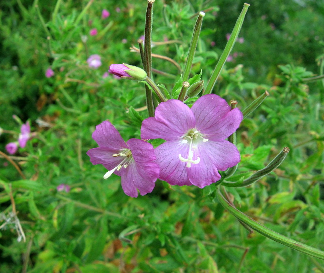 Wildblumen