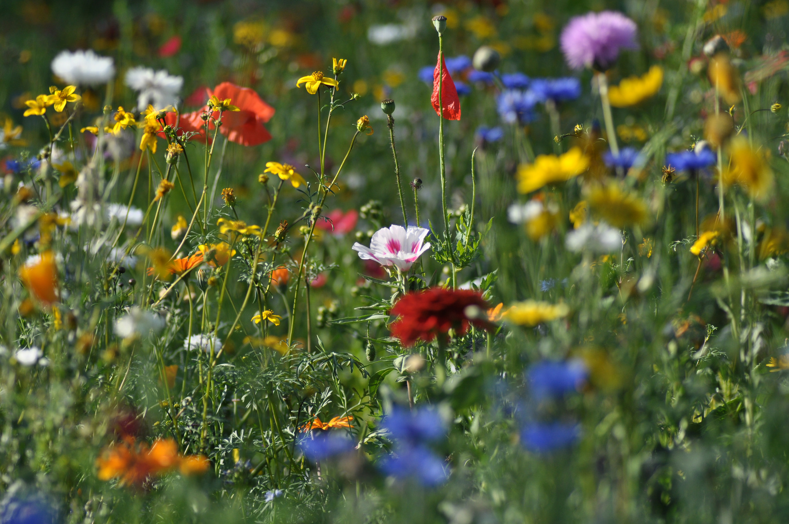 Wildblumen