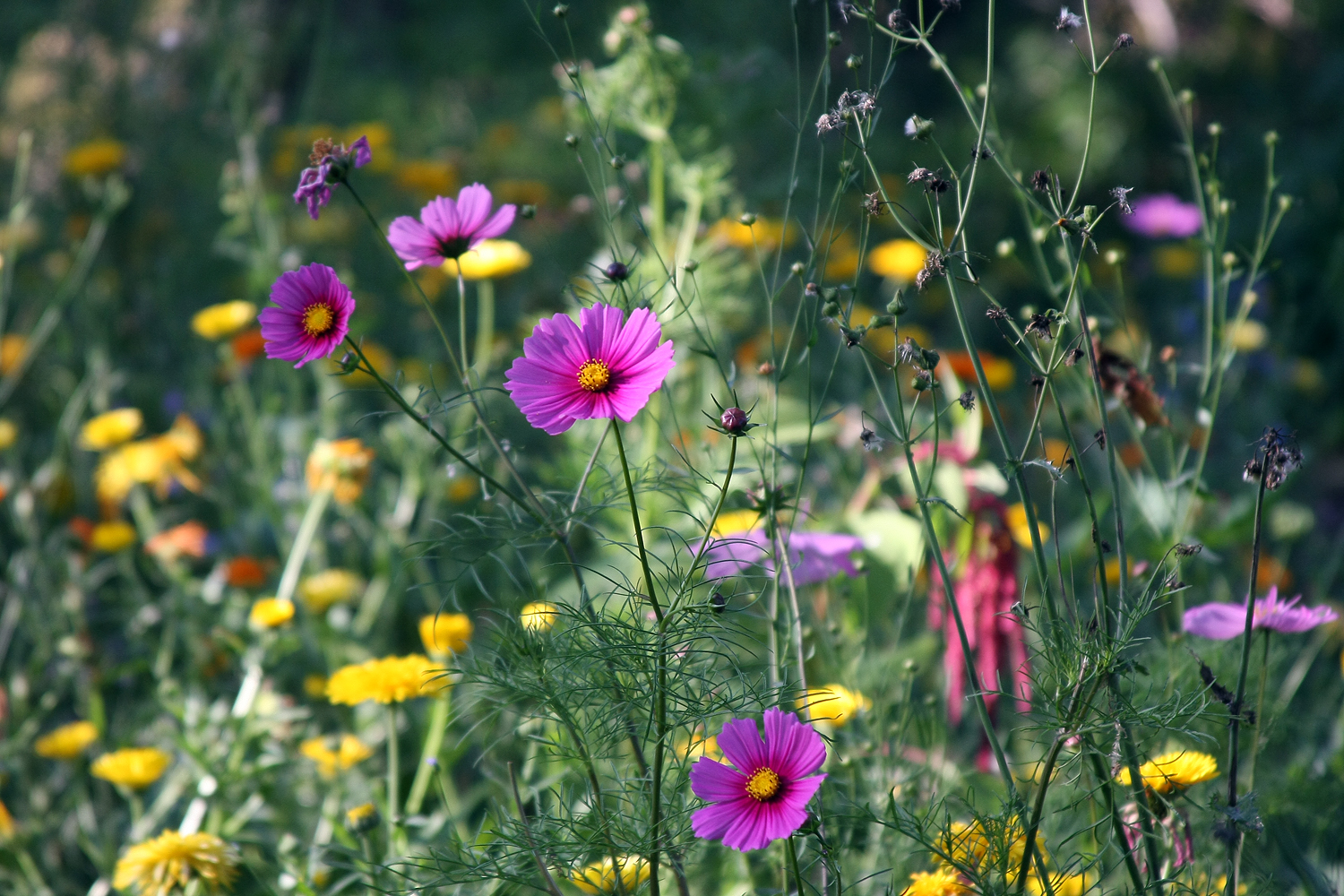 " Wildblumen " 