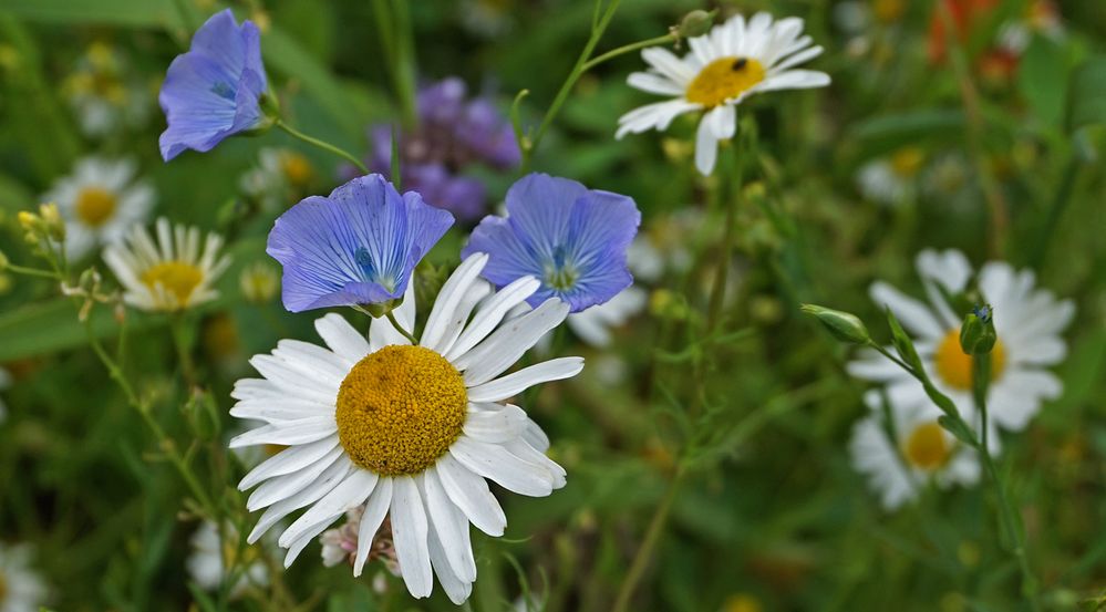 Wildblumen