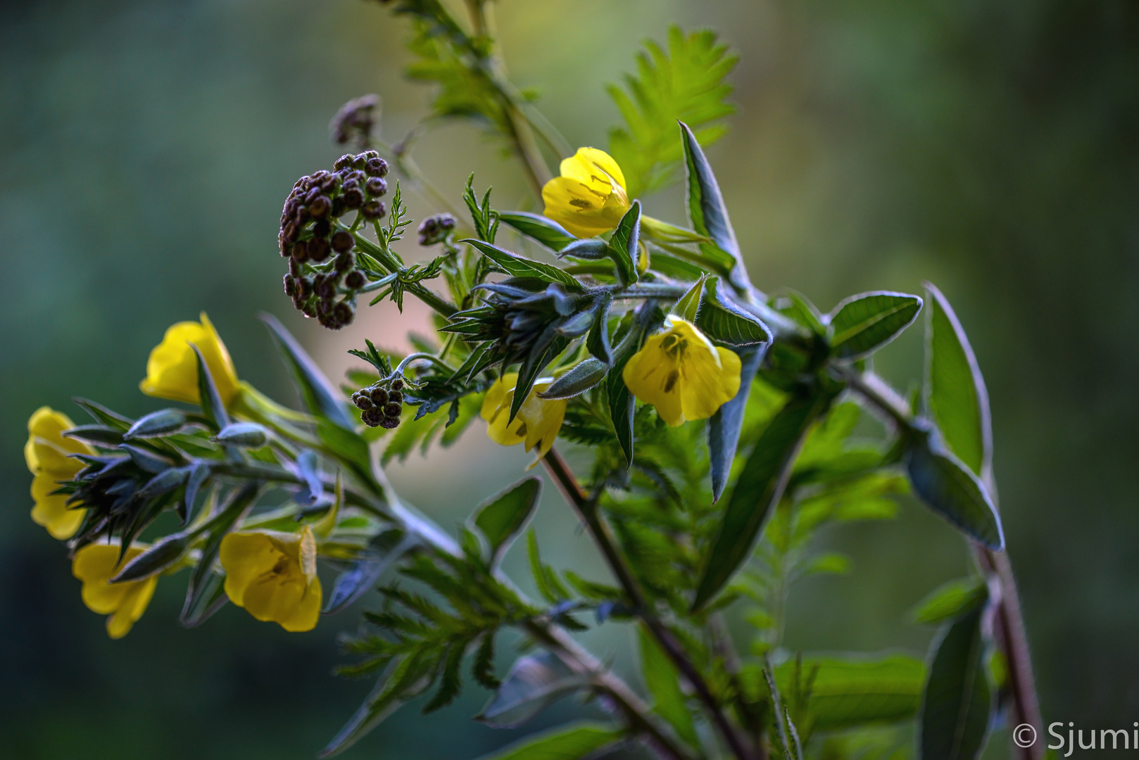 Wildblumen