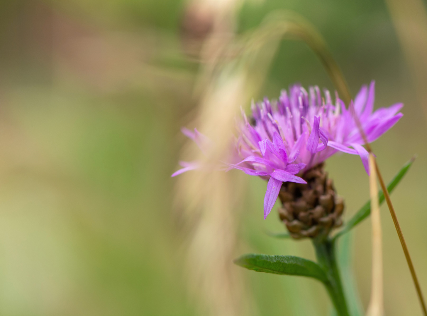 Wildblumen