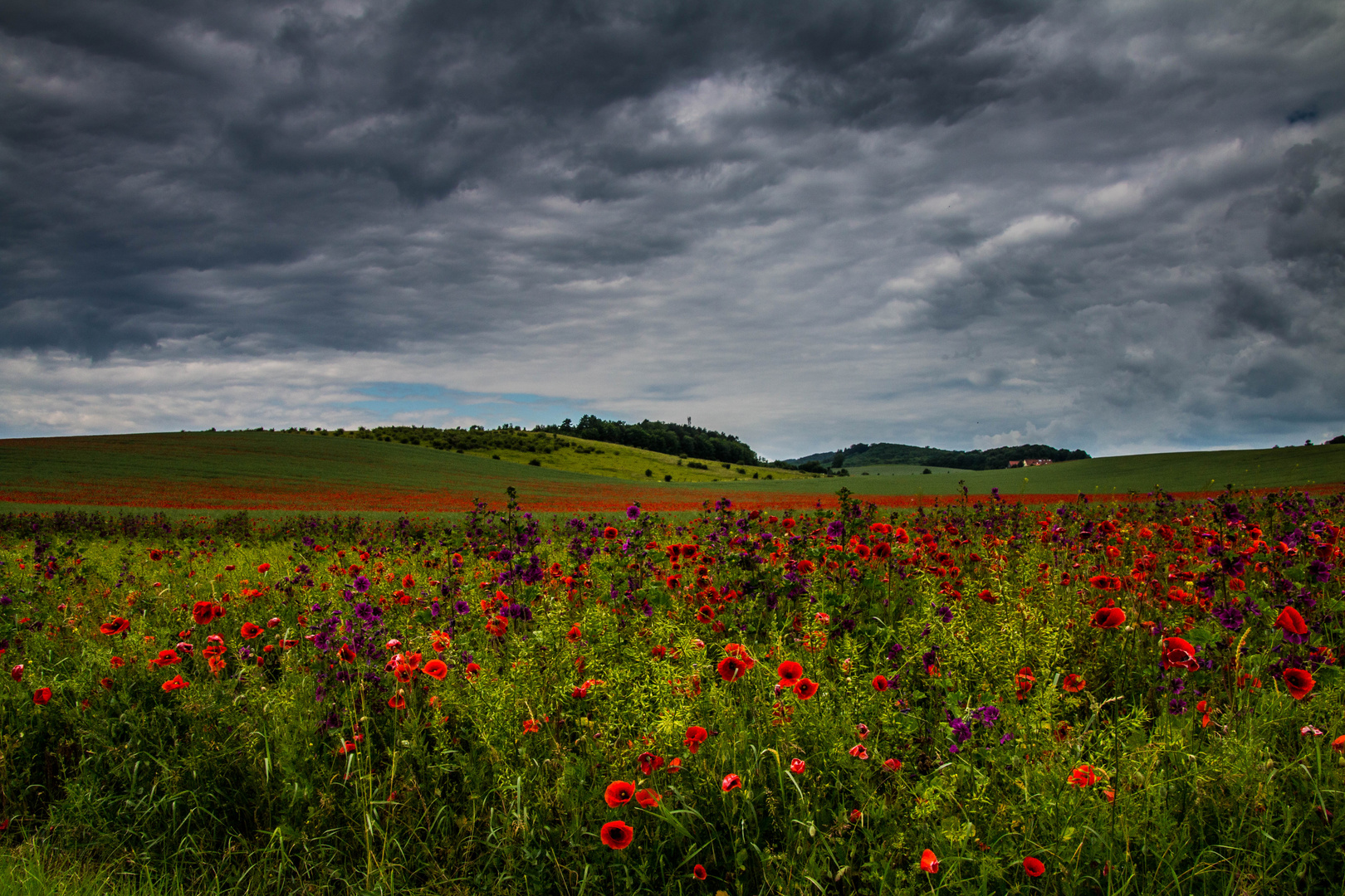 Wildblumen