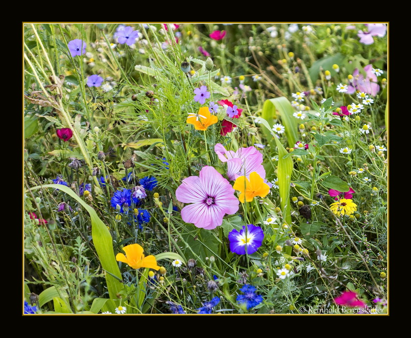 Wildblumen am Ackerrand