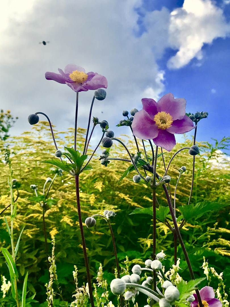 Wildblumen am Edersee