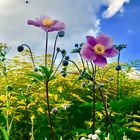 Wildblumen am Edersee