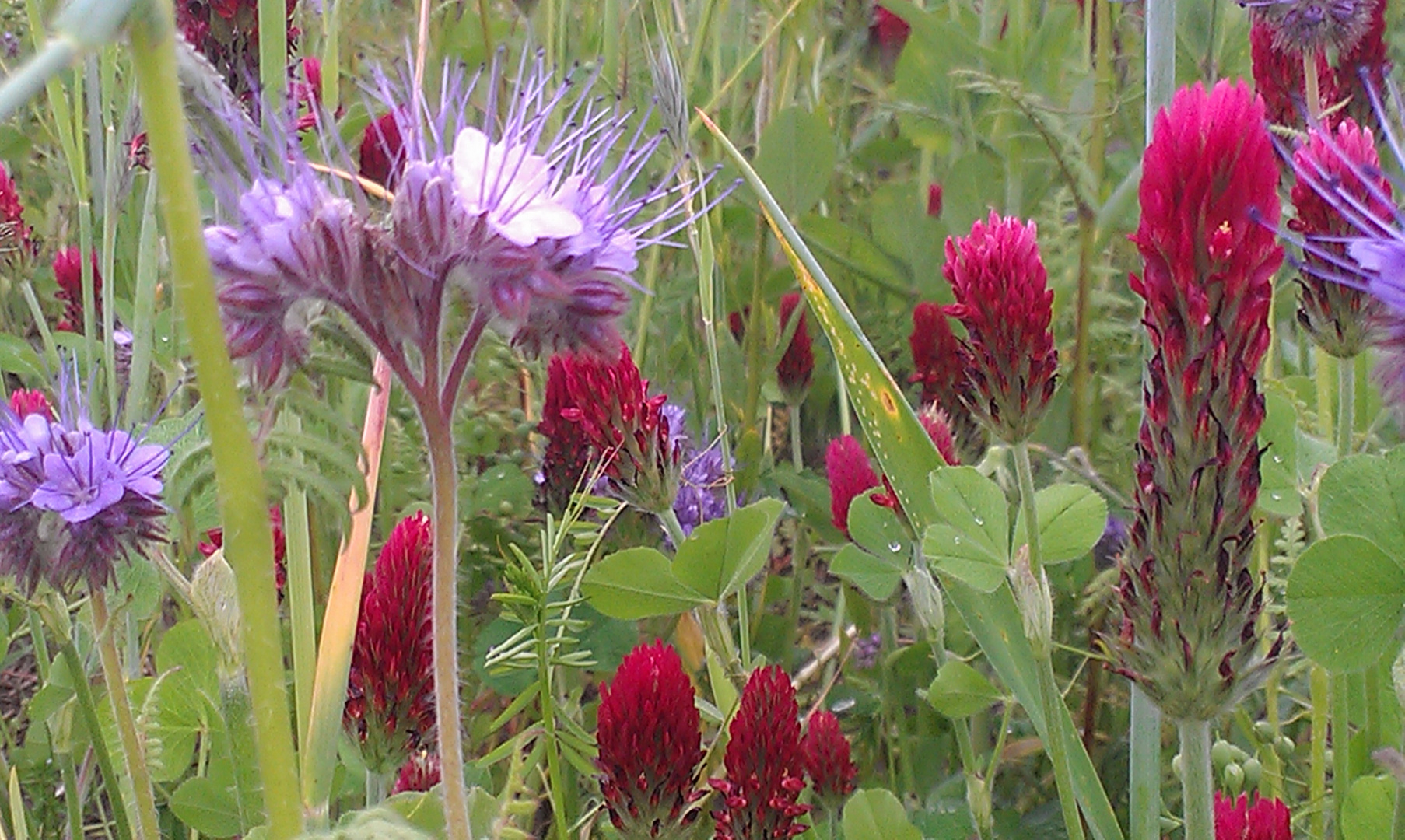 Wildblumen am Feldweg Foto & Bild | archiv projekte naturchannel ...