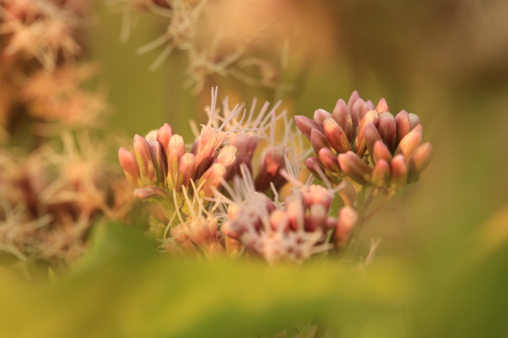 Wildblumen am Fluss