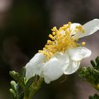 Wildblumen am Grand Canyon (1)