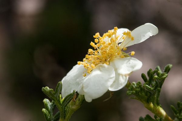 Wildblumen am Grand Canyon (1)
