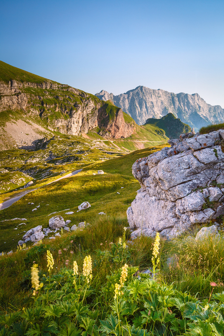 Wildblumen am Mangart