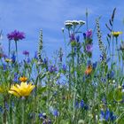 Wildblumen am Rand vom Bad Bentheimer Schlosspark