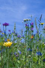 Wildblumen am Rand vom Bad Bentheimer Schlosspark