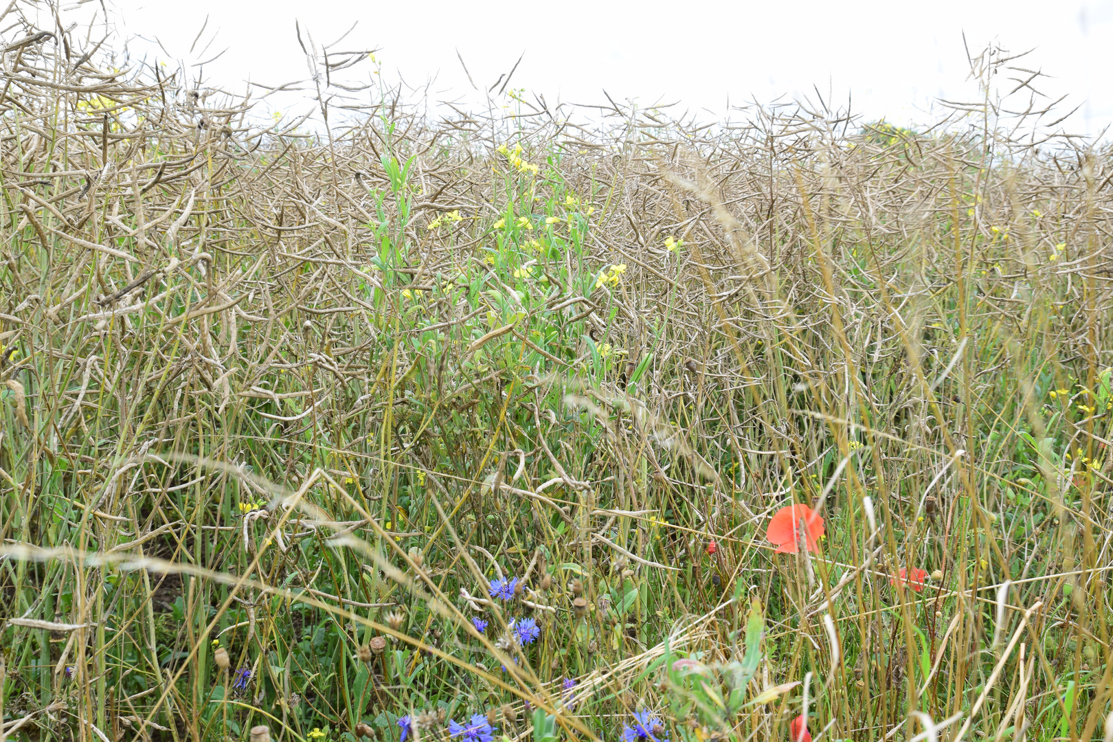 Wildblumen am Rapsfeld