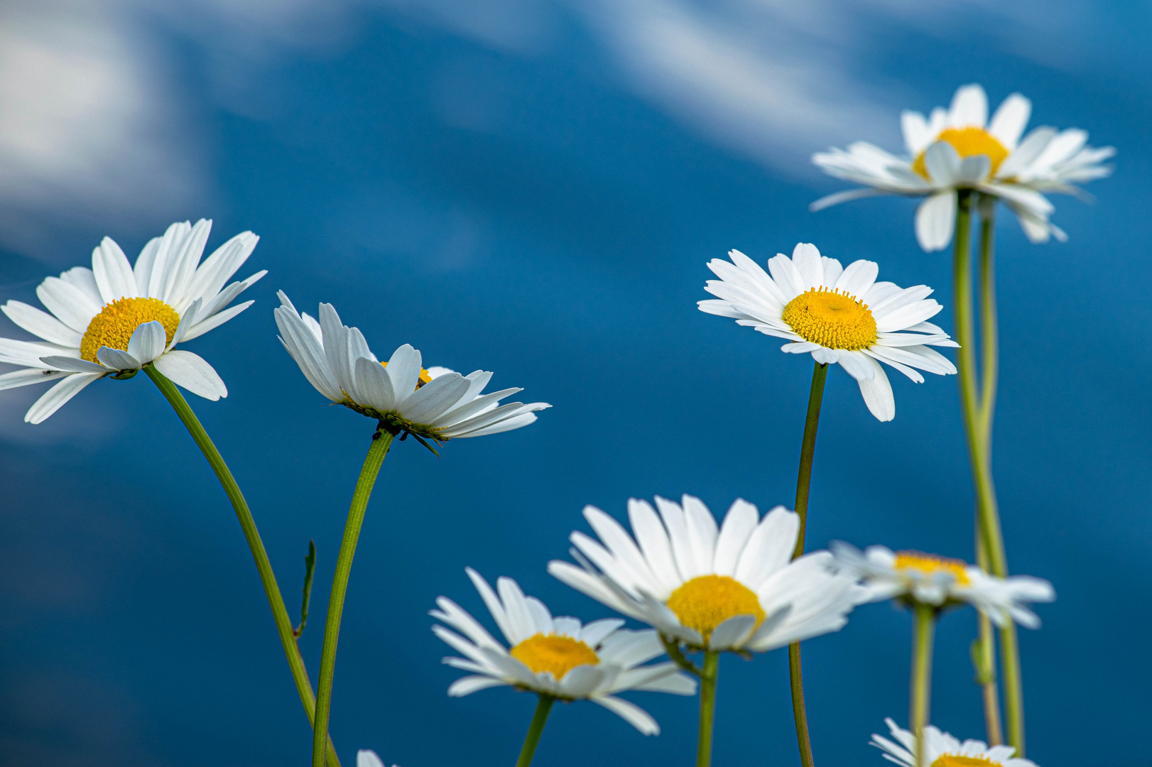 Wildblumen am See 