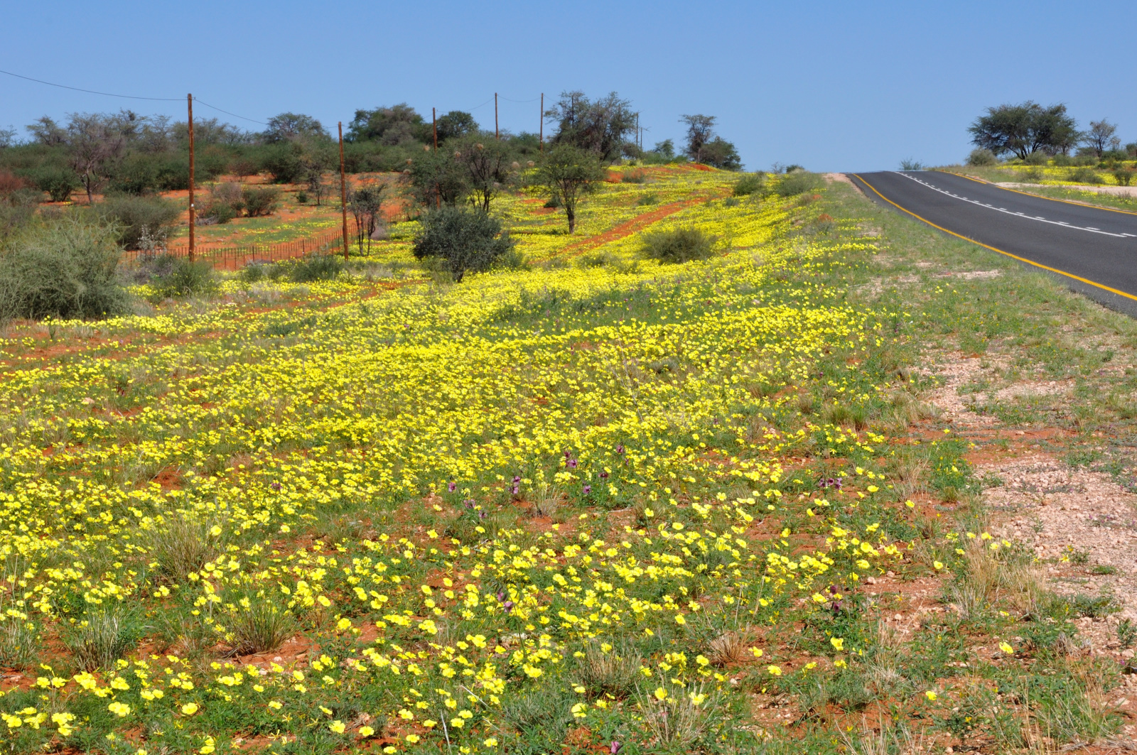 Wildblumen am Straßenrand